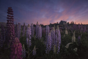 The lupins and the shepherd.